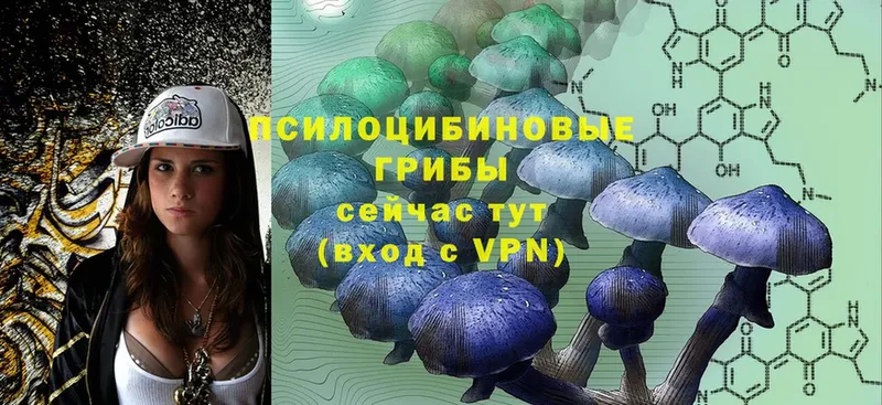 Псилоцибиновые грибы Psilocybe  Куровское 